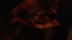 Click to see larger image