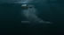 Click to see larger image